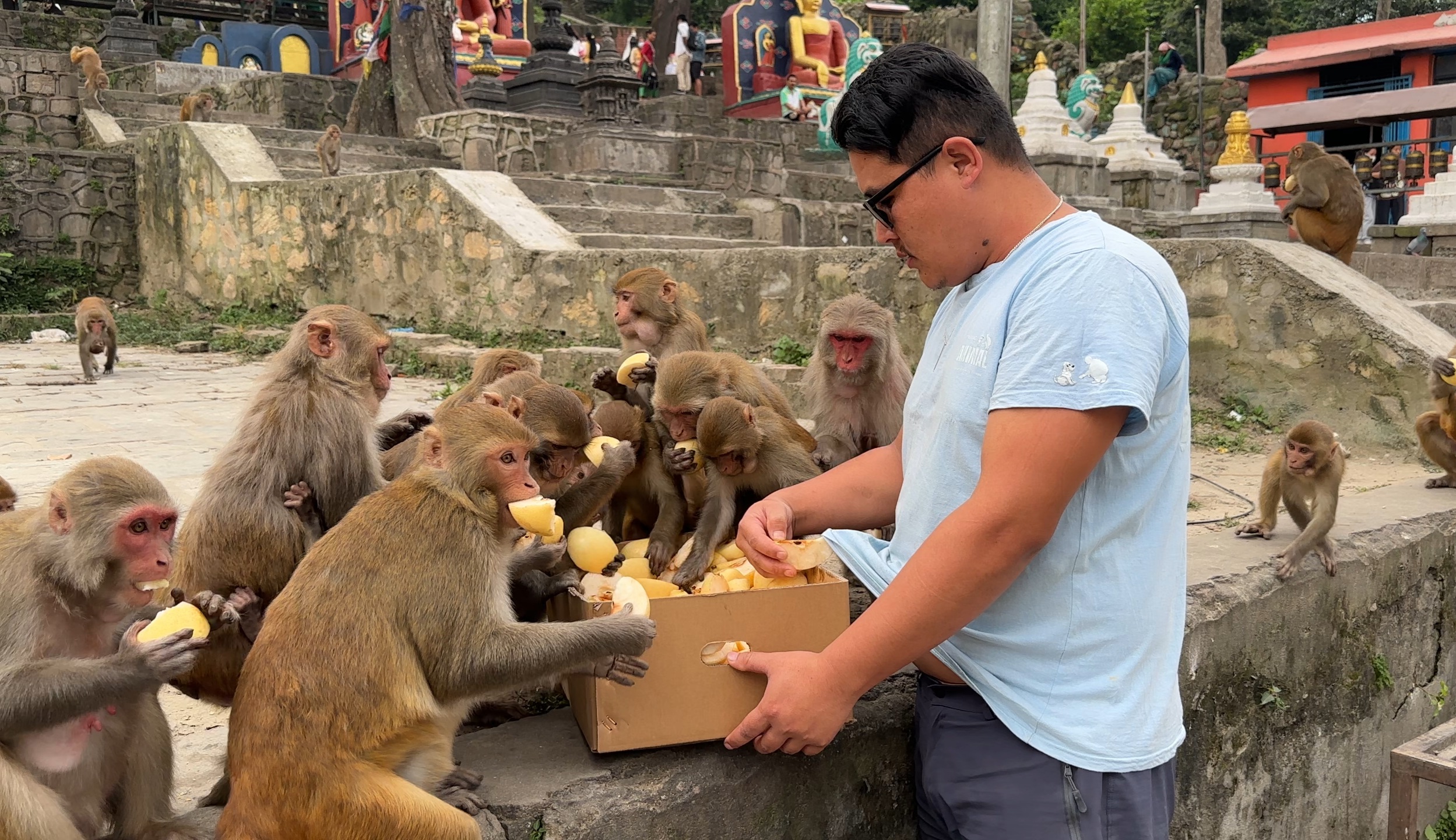 Cute monkey carry lots of fresh pear || caring and loving to hungry monkey and dog